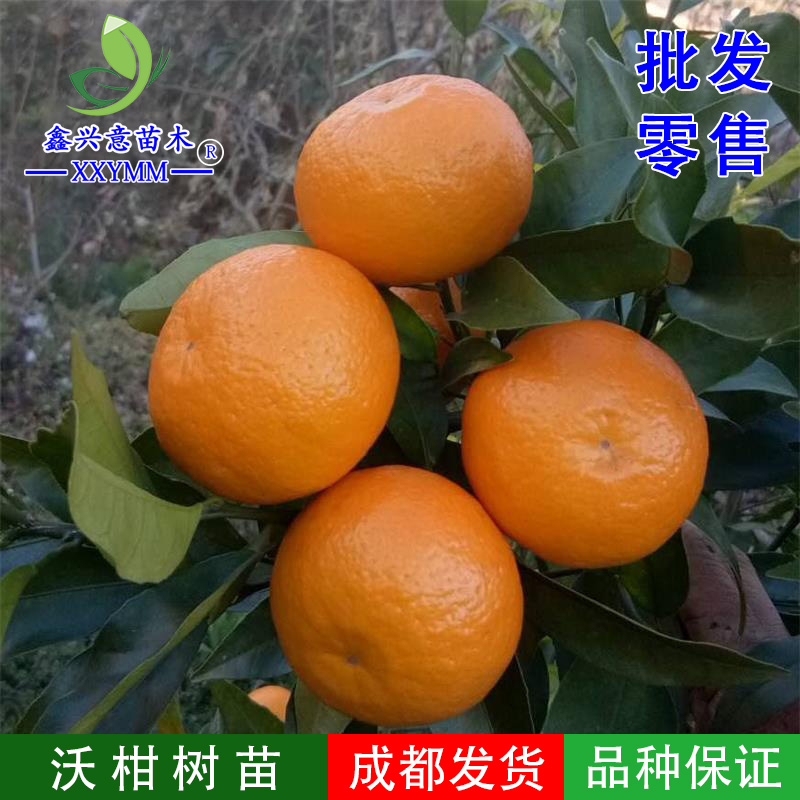 沃柑树苗香橙嫁接高产沃柑苗晚熟果树新品种高糖沃柑苗带土高端苗