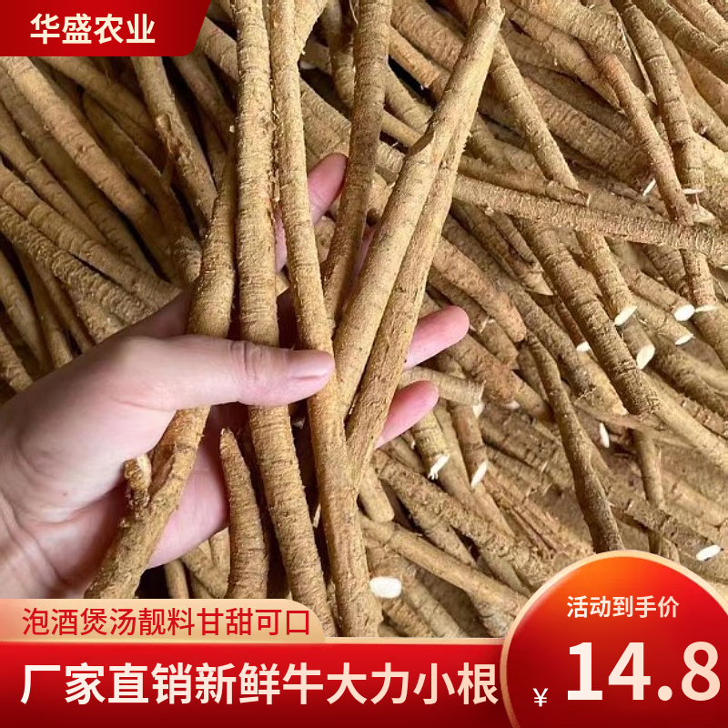 新鲜牛大力（小根）猪脚笠金钟根山莲花藕广东特产植物原500g包邮