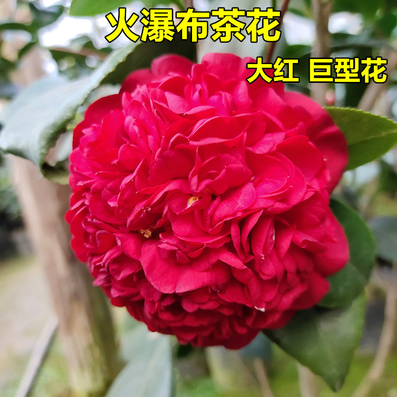 火瀑布茶花正宗大红巨型花名贵品种阳台花坛庭院绿植盆栽树苗福建