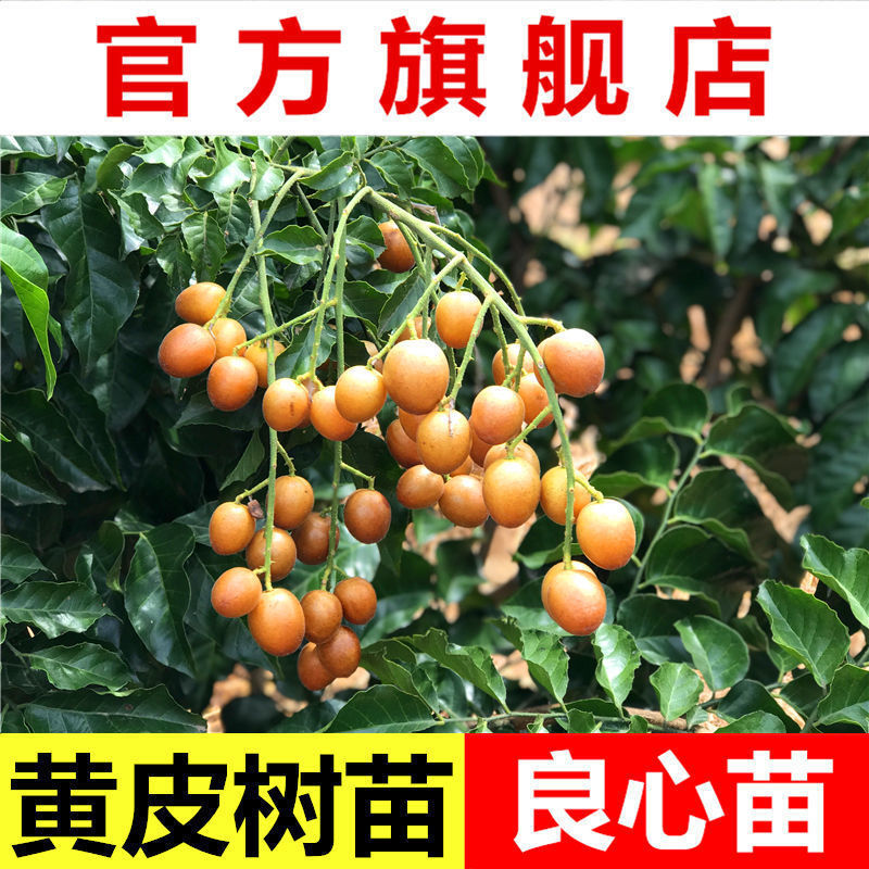 新品黄皮苗正宗嫁接紫色黄皮苗鸡心贵妃黄皮黑黄皮果树苗南方种植