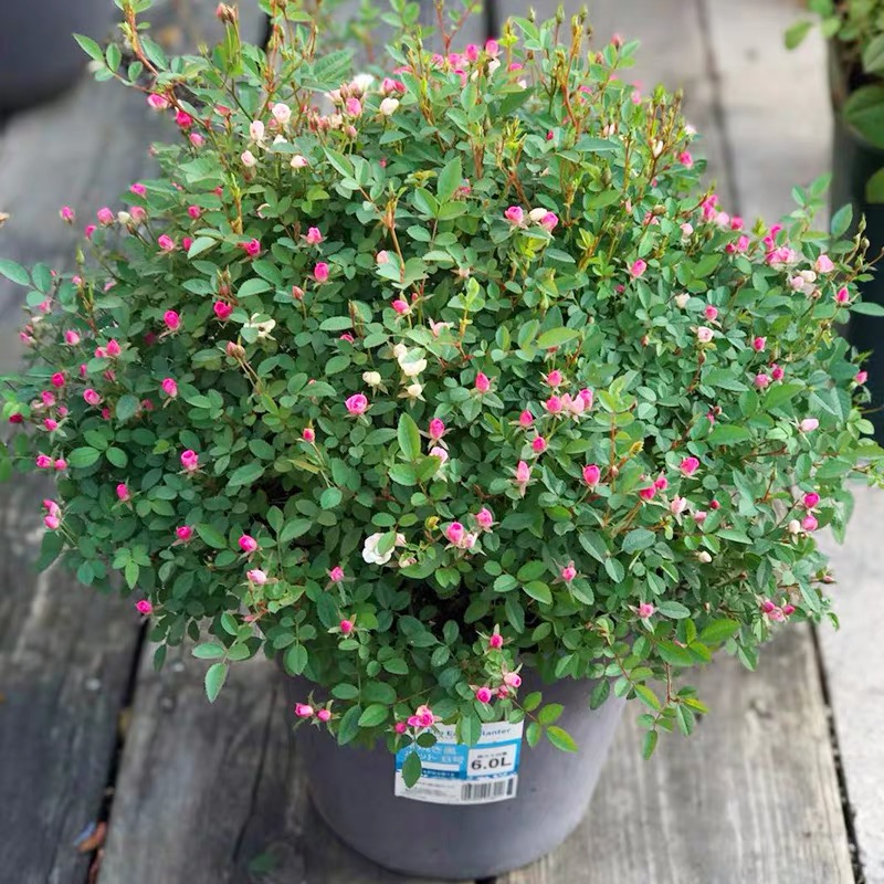 超微月季花苗开花粉色微月满天星玫瑰四季盆栽姬月季花卉多头欧月