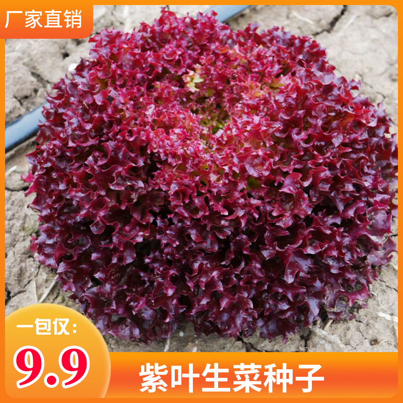 紫叶生菜种子沙拉生菜红叶罗莎生菜种子简单播种四季