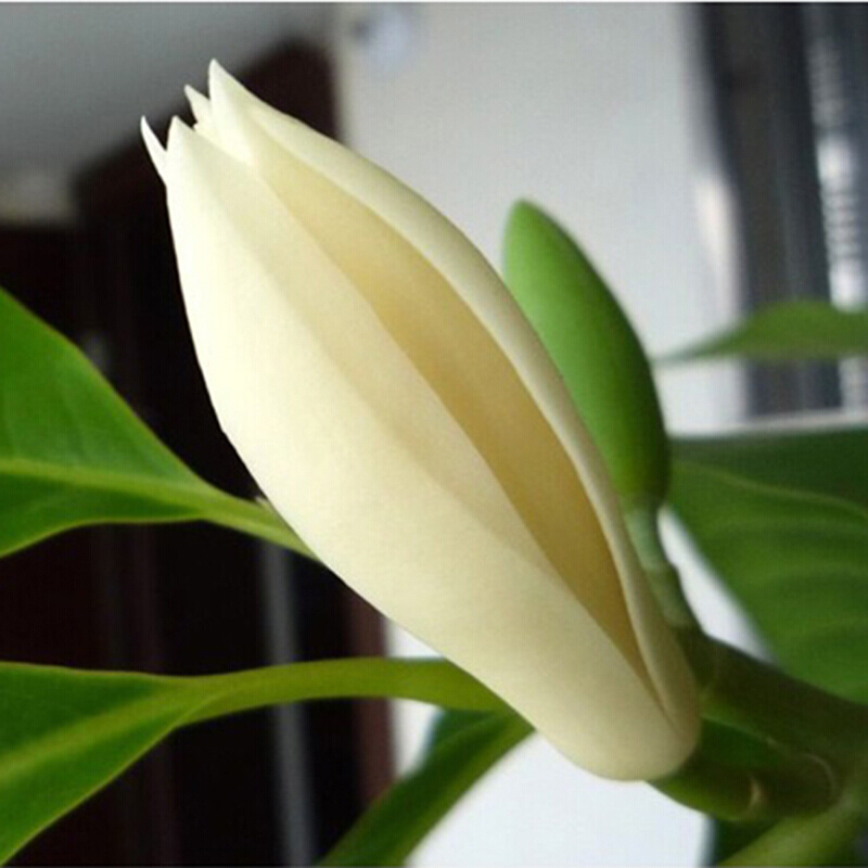 帅轩 白兰花盆栽 黄桷兰嫁接白兰花苗香白玉兰花树苗 黄兰盆栽地