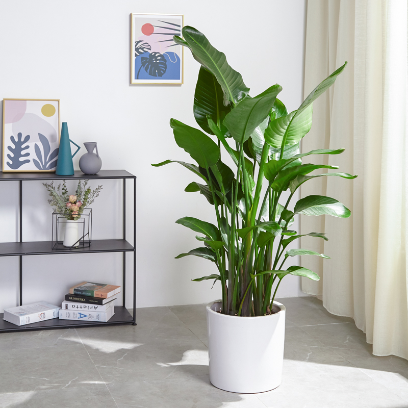 【俏花仙天堂鸟】室内客厅办公室绿植叶片自然开裂 介意慎拍