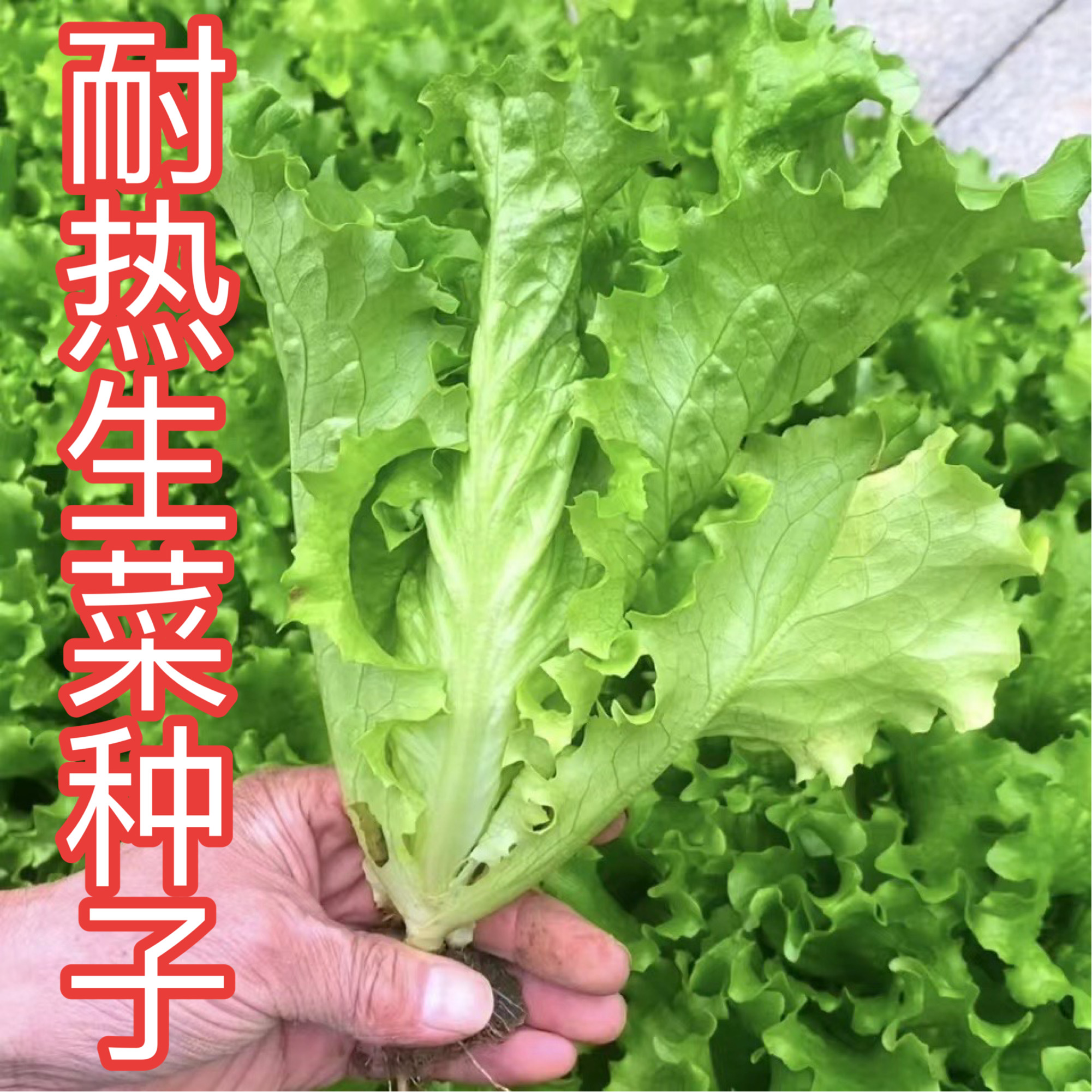 【耐热生菜种子】夏季种植耐热耐抽苔生菜种子红苋菜