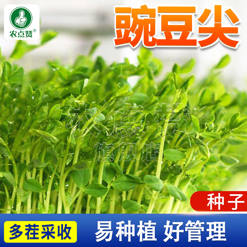 豌豆尖种子 无须豌豆苗种籽  豌豆尖龙须苗种籽蔬菜简单四季播种