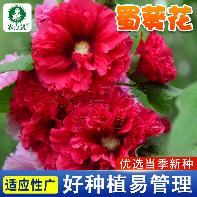 重瓣蜀葵花种子籽子四季开花室外花籽易活花卉种籽夏天庭院花种孑