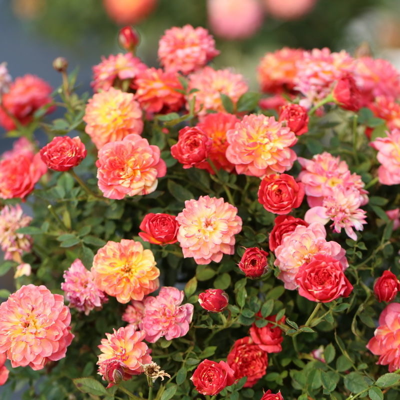 躲躲藏藏中苗捉迷藏月季微型阳台庭院绿植盆栽条纹复色开花性好