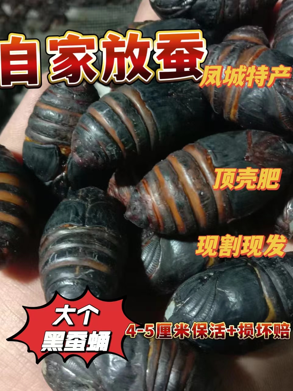辽宁凤城东北柞树茧蛹大黑蛹4到5厘米一斤二斤三斤五斤