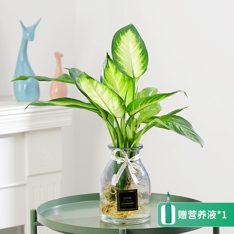 【清新】玛丽安粉黛季节万年青四季常青客厅室内绿植盆栽养护高颜值