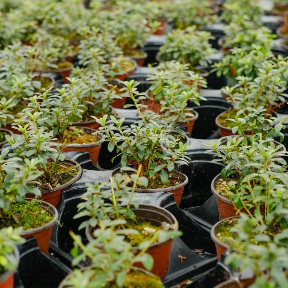 老鸭柿杜鹃火棘羊奶果栀子花佛肚竹小苹果赤楠等盆景绿植。