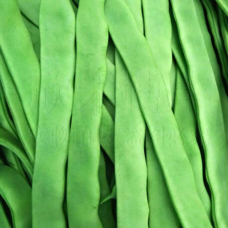 青芸豆种子春秋季架豆宽扁绿芸豆种四季豆爬藤菜种籽蔬菜种孑
