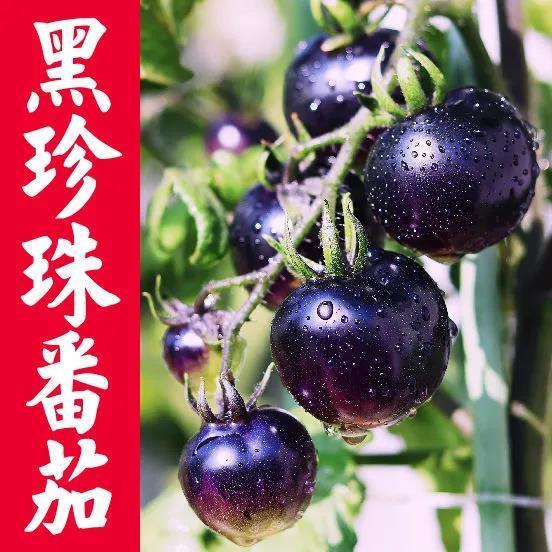 番茄种子 黑番茄种子 黄番茄四季可栽种阳台庭院盆栽蔬果易打理