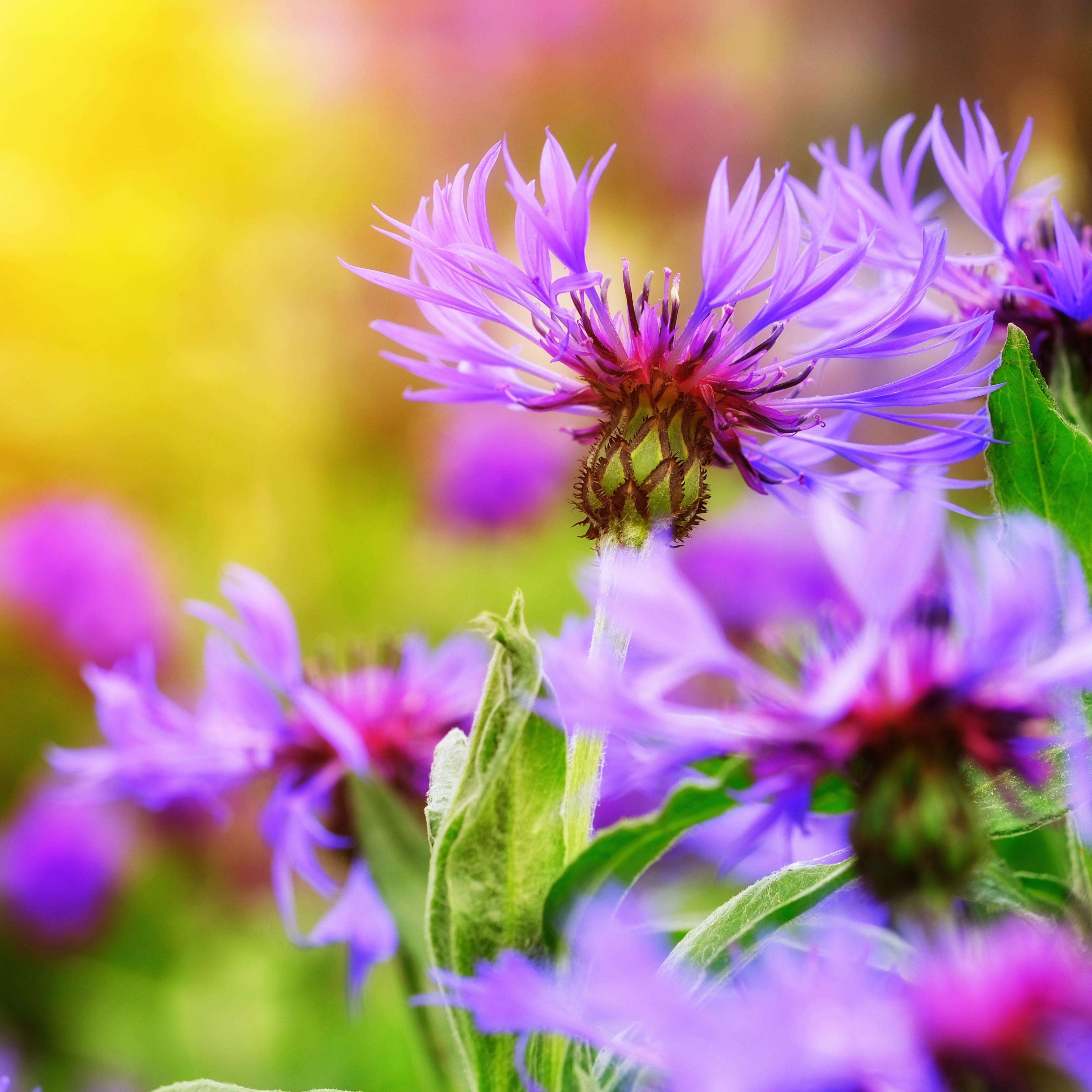 矢车菊花种籽子四季播种开花室外庭院易活田园风观赏花卉种籽简单