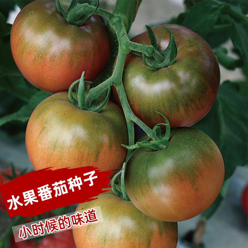 草莓番茄种子秧苗水果超甜东北铁皮柿子大西红柿种子四季蔬菜种子