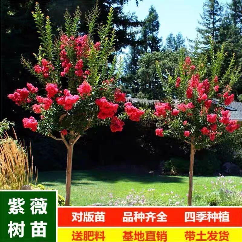紫薇花苗红火箭紫薇苗天鹅绒树苗四季地栽盆栽庭院种植开花植物