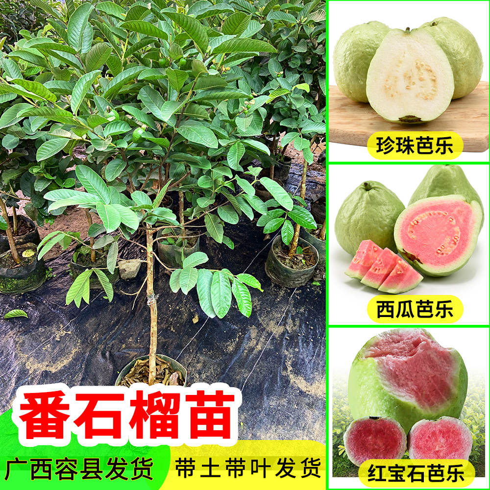 台湾珍珠四季番石榴苗 西瓜红 红宝石 胭脂红 帝王 奶油 当年结果