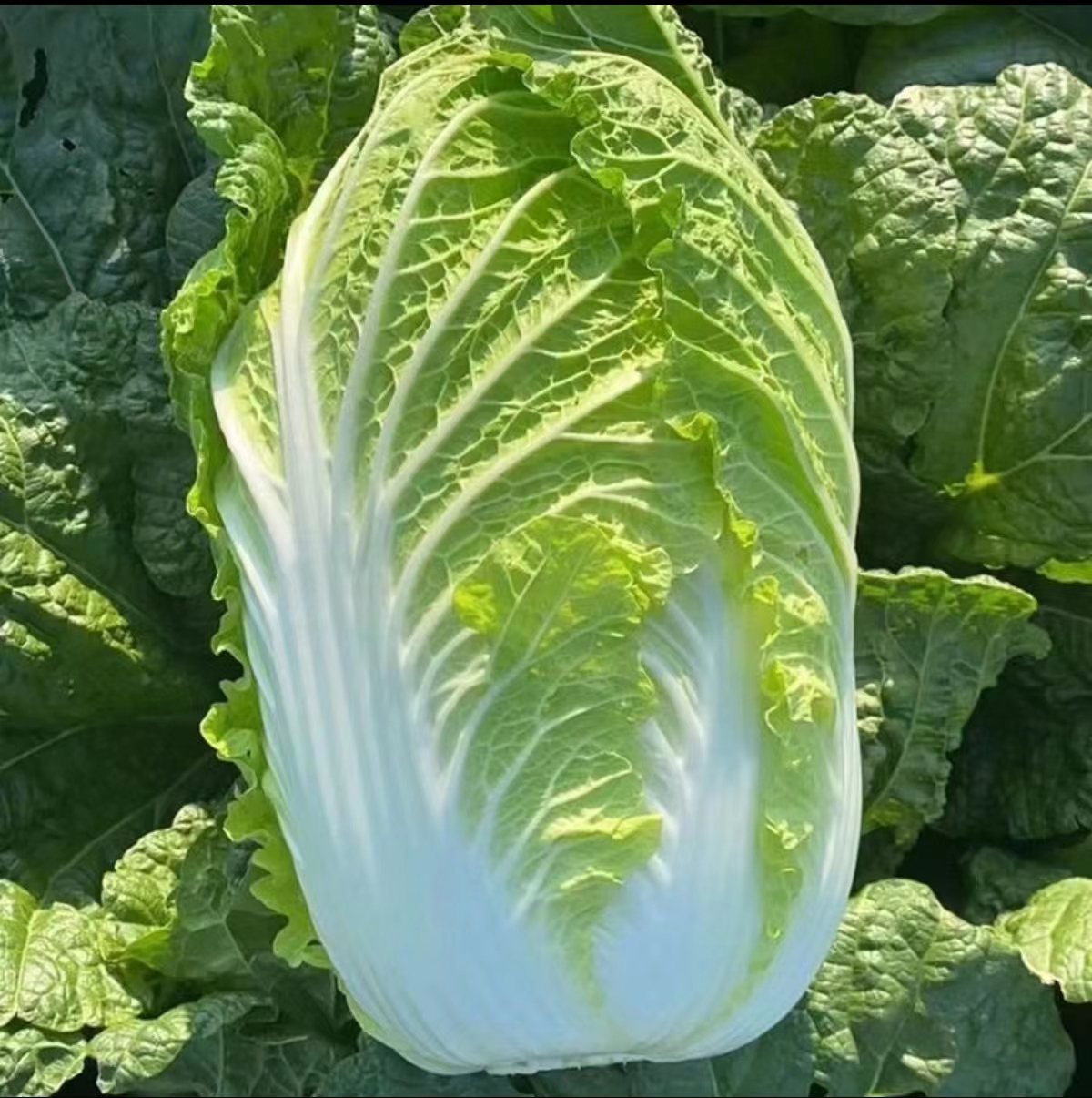 【顺丰/EMS空运】东北大白菜 黄心白菜，包心大白菜脆嫩4斤