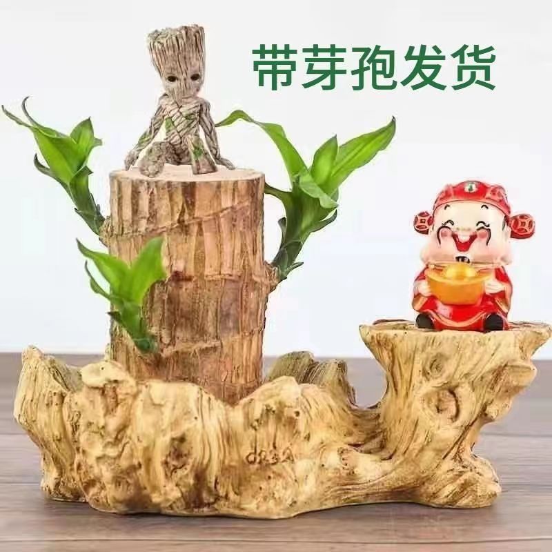 【带芽苞】巴西木格鲁特水养植物室内好养懒人摆件四季常青绿植盆栽