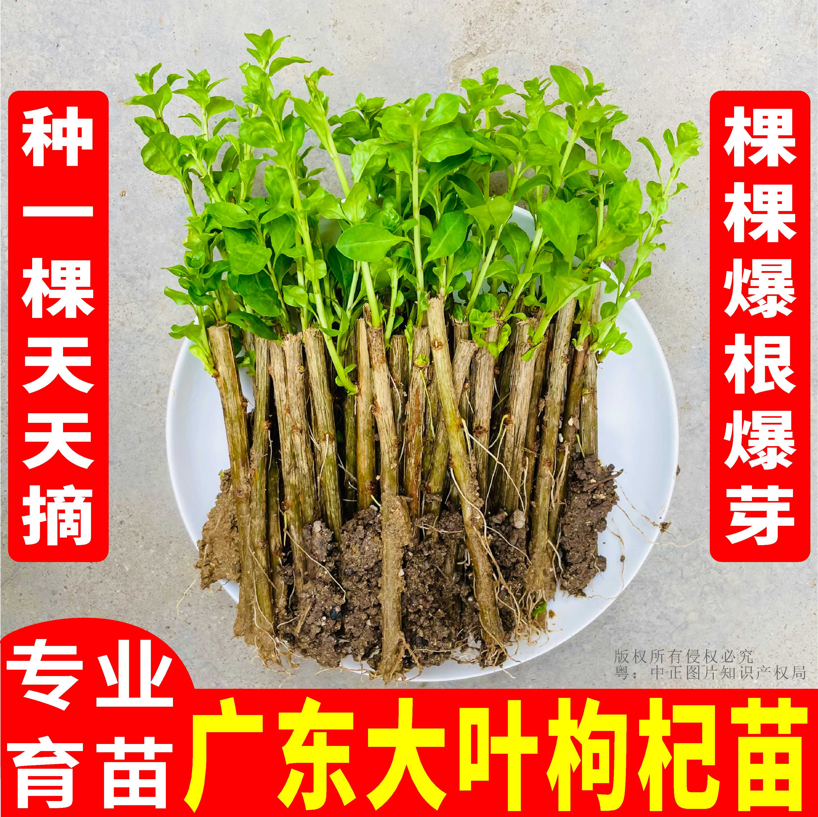枸杞叶苗叶用枸杞菜苗枸杞苗树苗食用菜用蔬菜四季种植盆栽枸杞子