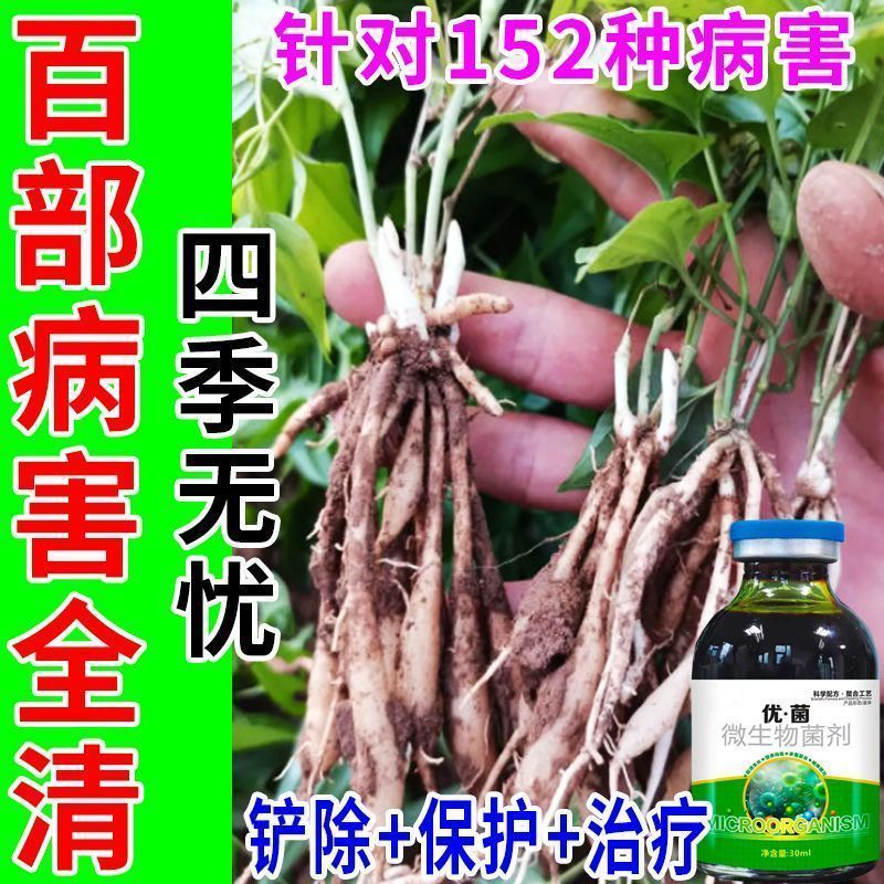 百部病害专用死苗烂根僵薯僵苗根腐藿香快速生根四季剂