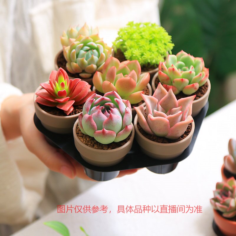 【mumuhome直播专享】多肉绿植七仙女组合套餐盆栽带盆浪漫七夕礼