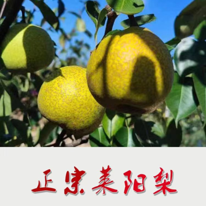 【顺丰京东中通】正宗莱阳梨莱阳茌梨原产地直发当季新鲜脆甜多汁