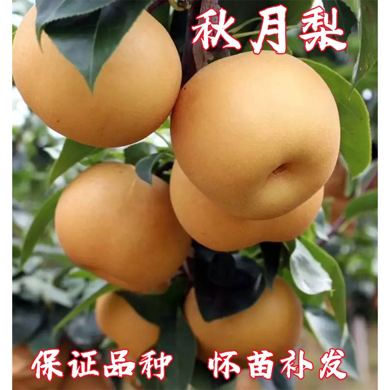 晚熟梨树苗嫁接秋月梨树苗盆栽地栽南北方庭院种植 3年苗买一送一