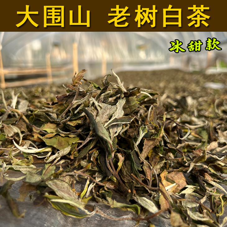 大围山 老树白茶 冰甜款  古树白茶 云围古茗茶业 大围山茶