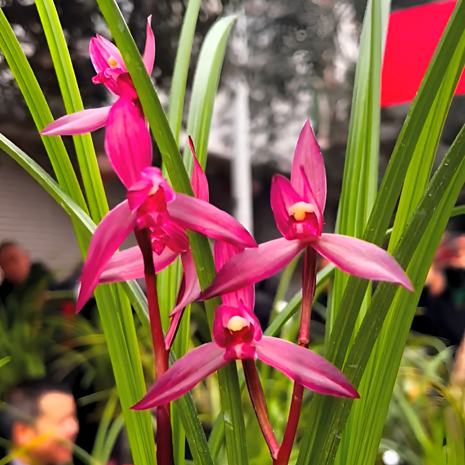 春剑东方红带花苞兰花浓香型使用阳台窗台客厅花卉透气植物兰花苗