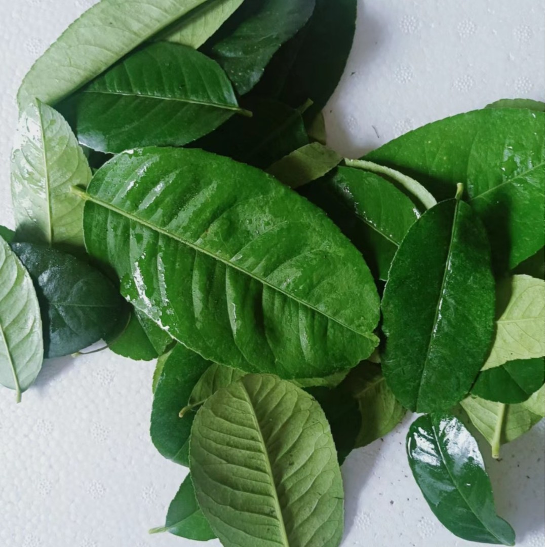 新鲜柠檬叶 冬阴功配料青柠叶西餐香料火锅 鱼生佐料 250克包邮