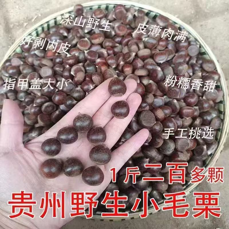 【超小号野生小毛栗】贵州新鲜野生小毛栗生圆栗油栗毛栗子生尖毛栗