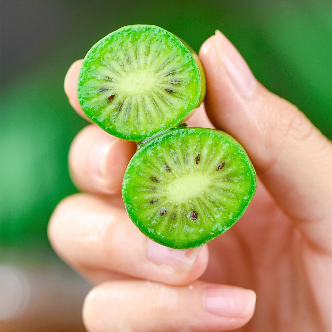 【放软食用】现摘现发东北特产奇异莓软枣猕猴桃1-3斤拇指猕猴桃