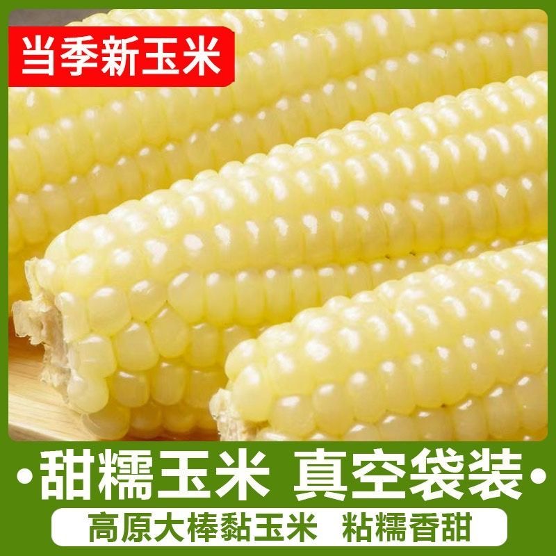 【试吃五根】2025年东北白糯玉米棒甜糯非转基因真空包装单根260克