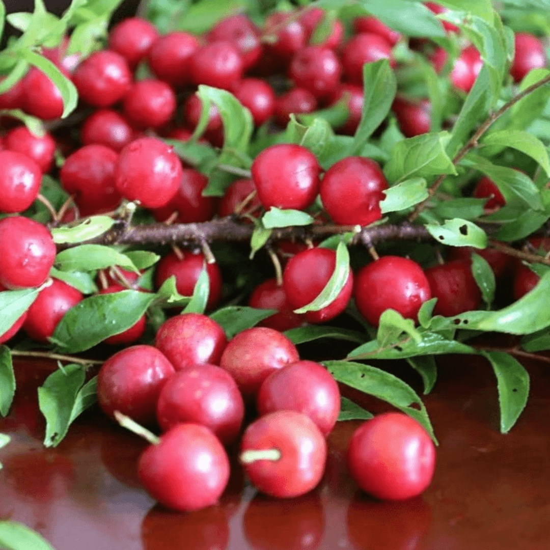 钙果种子家庭阳台四季种植盆栽