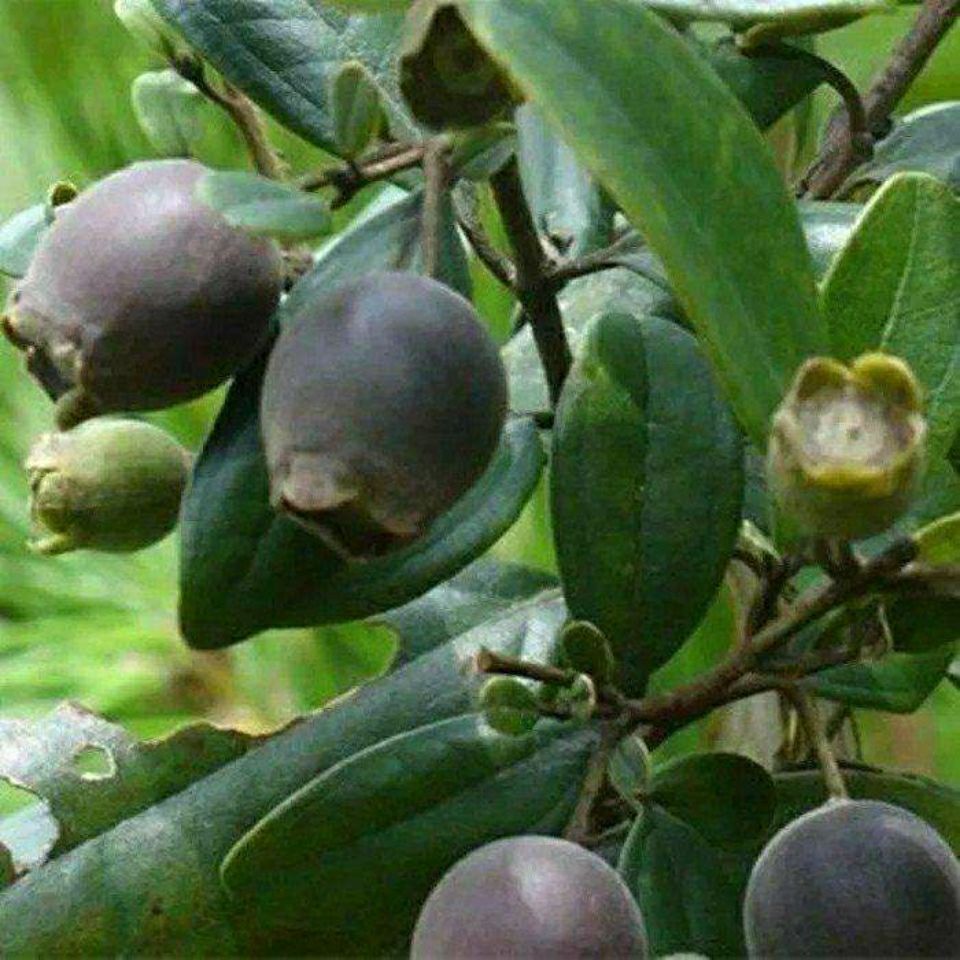 稔子种子山棯子果多尼山捻子果当泥桃金娘捻子南方野果种子