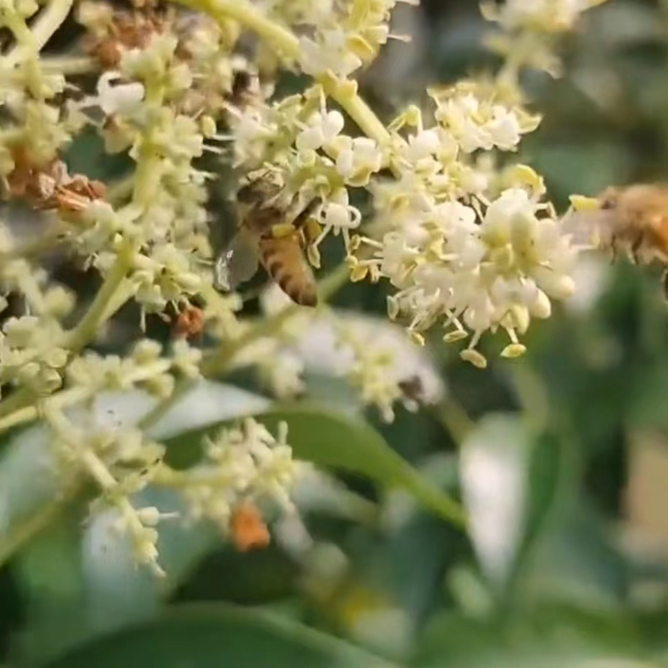 蜜源植物女珍（5~7月开花）流蜜散粉30天左右养蜂物资易成活