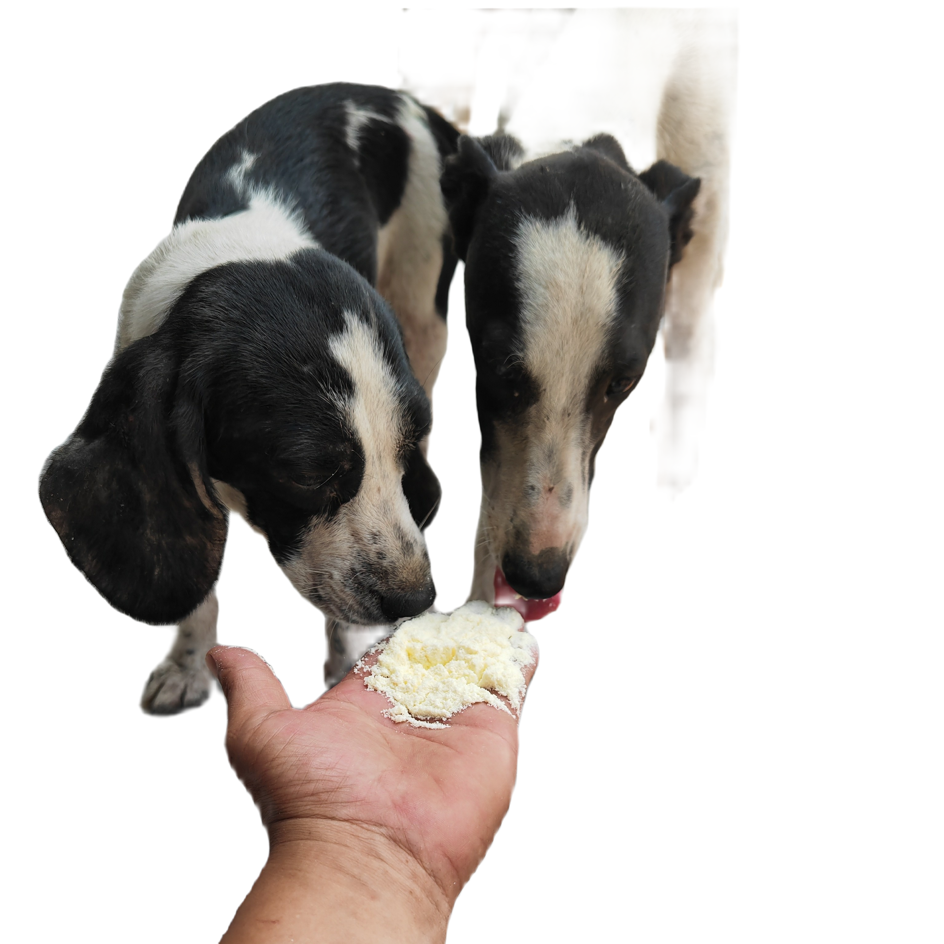 一谷盯喂狗羊奶粉五斤送二只外滴剂新疆青海甘肃宁夏西藏海南不包