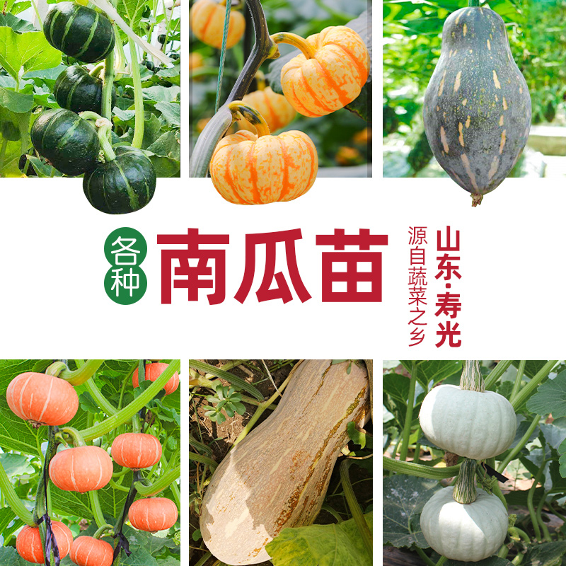 山东寿光苗场直发 各种小南瓜苗苗秧香甜贝贝秧苗