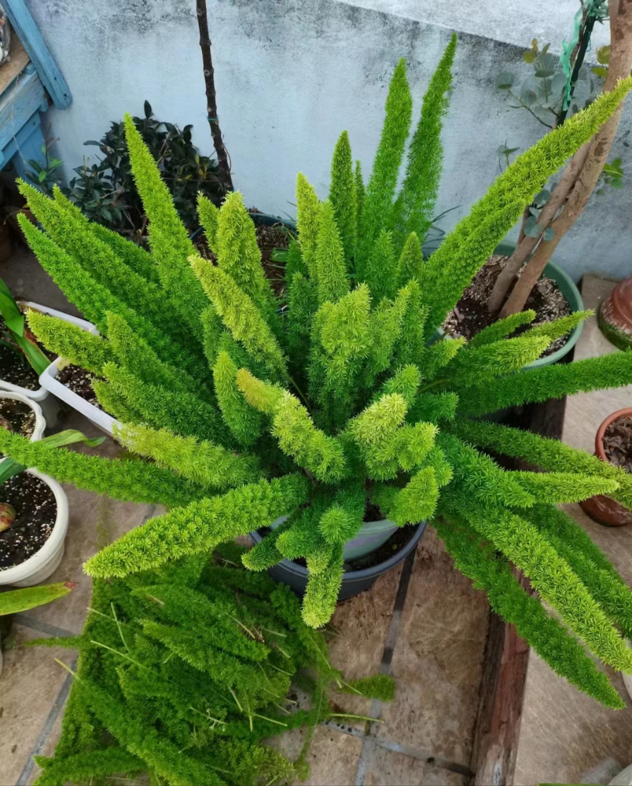 狐尾门冬室内庭院阳台盆栽好养球根绿植耐热耐寒多年生室内绿植