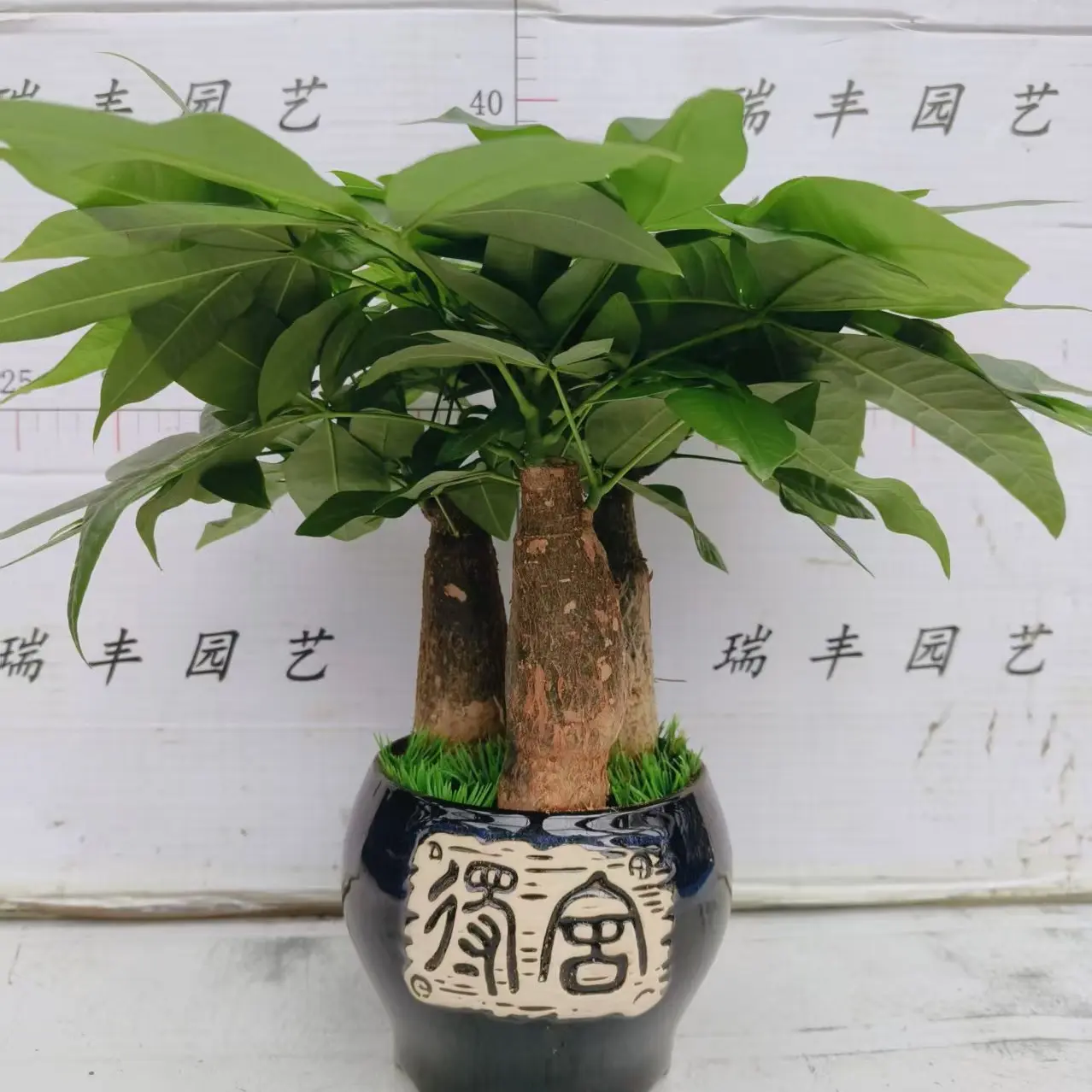 舍得陶瓷盆发财树盆栽新款植物可放置客厅办公室的四季常青绿植