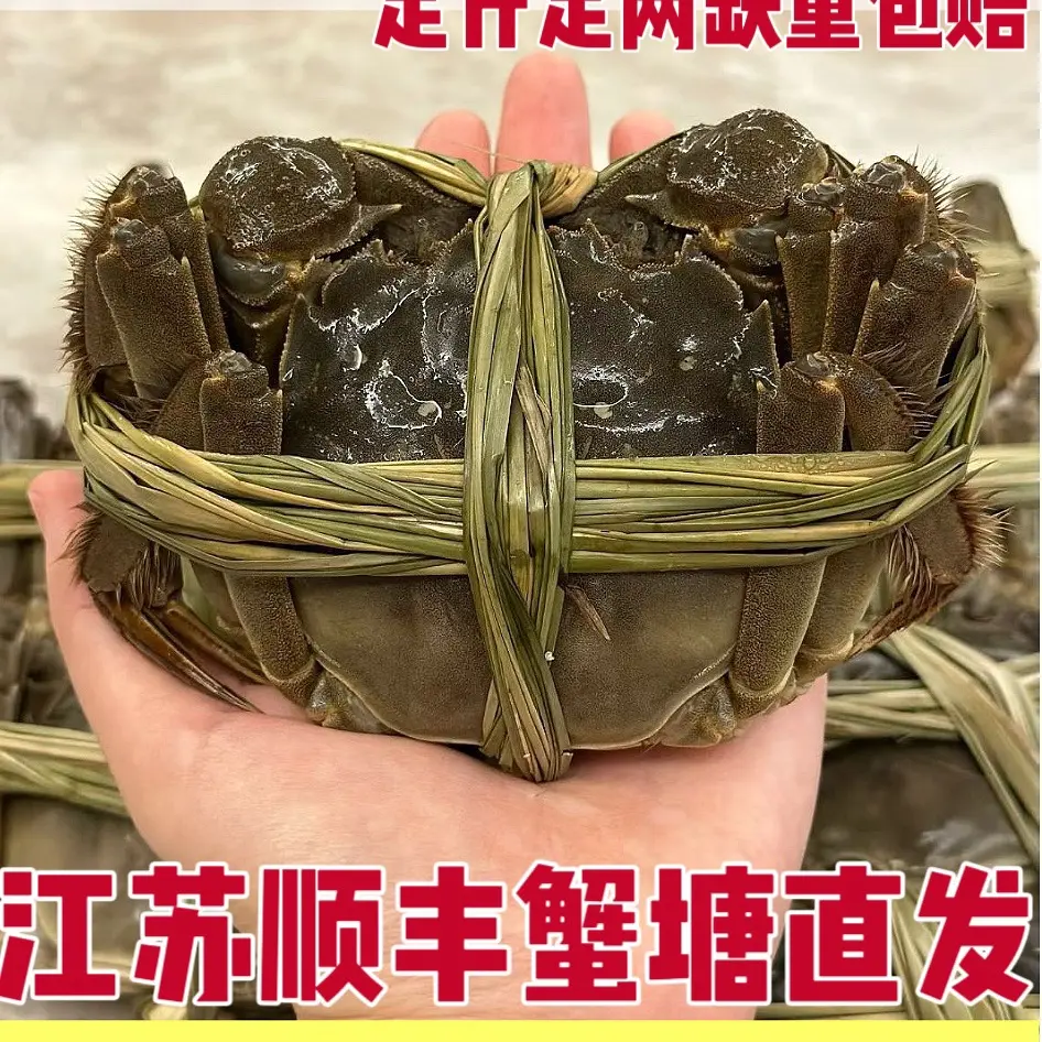 3.5两母蟹4两公蟹搭配8/10只装去绳净重鲜活现货顺丰蟹塘直发