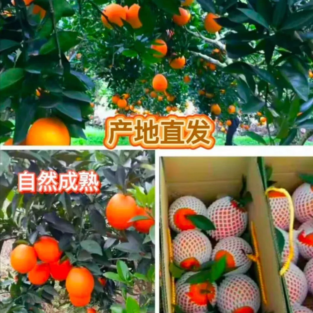 四川纽荷尔脐橙果园直发产地直发现摘现发带箱10斤装橙子新鲜