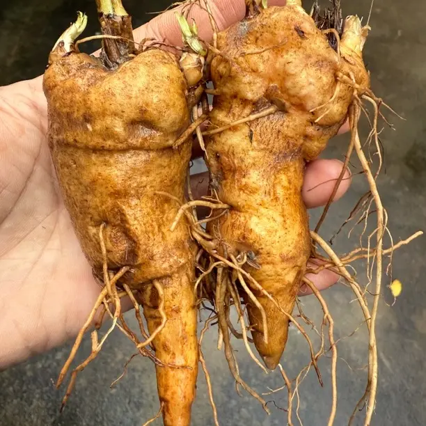 农家新鲜现挖白术自己晾干更放心