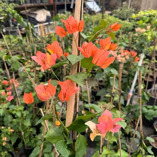 三角梅阿达娜绿植适合庭院阳台种植