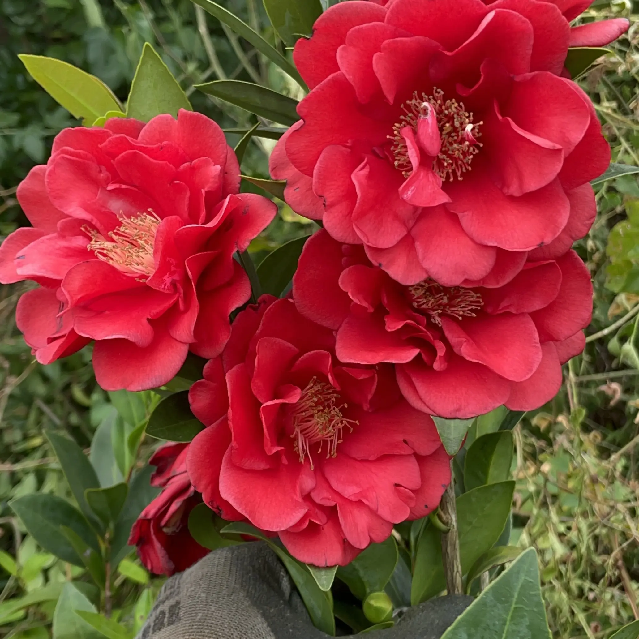 山茶花大苹果巨型花牡丹型红色带花苞阳台庭院盆栽花卉