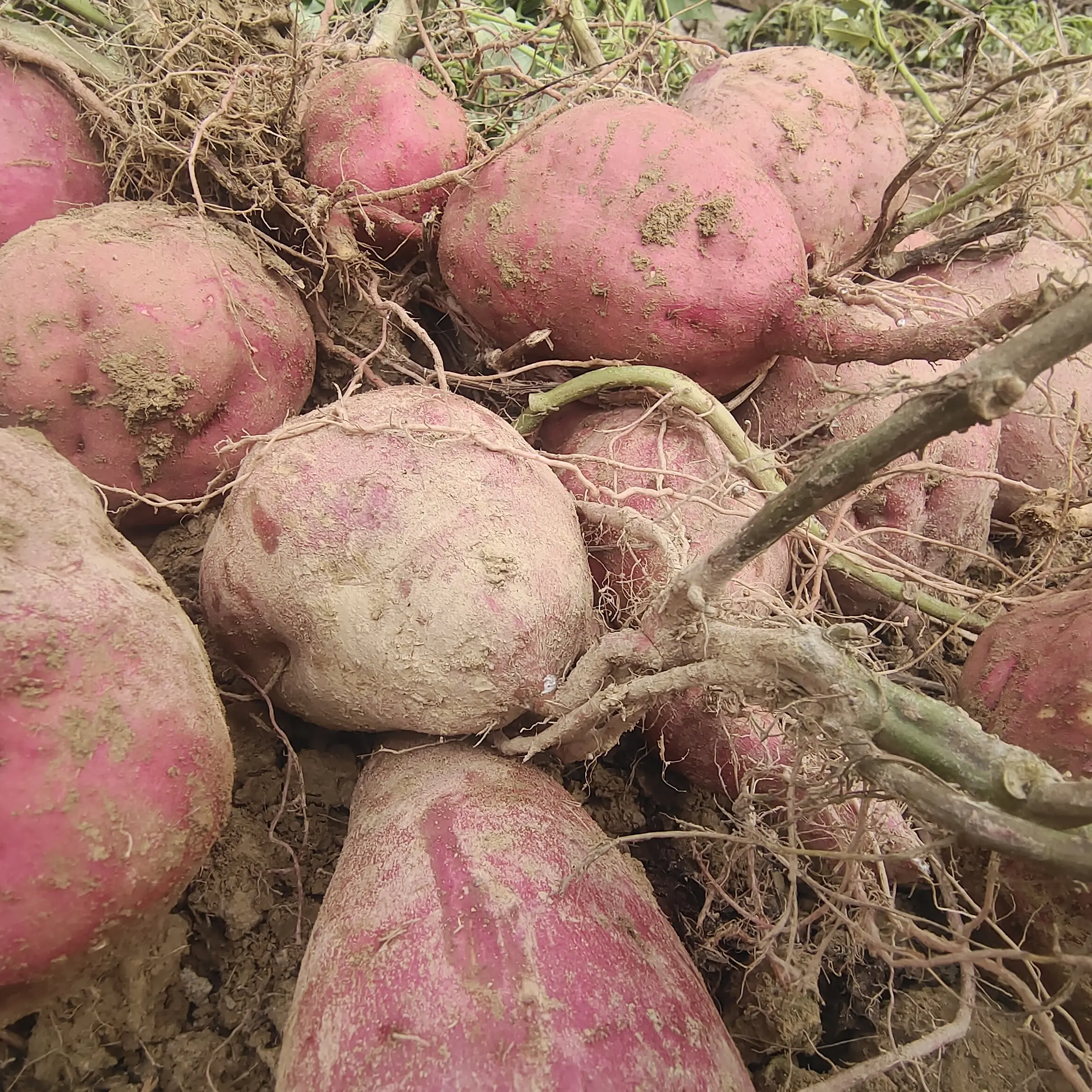 开化土产高山番薯有机番薯农家番薯