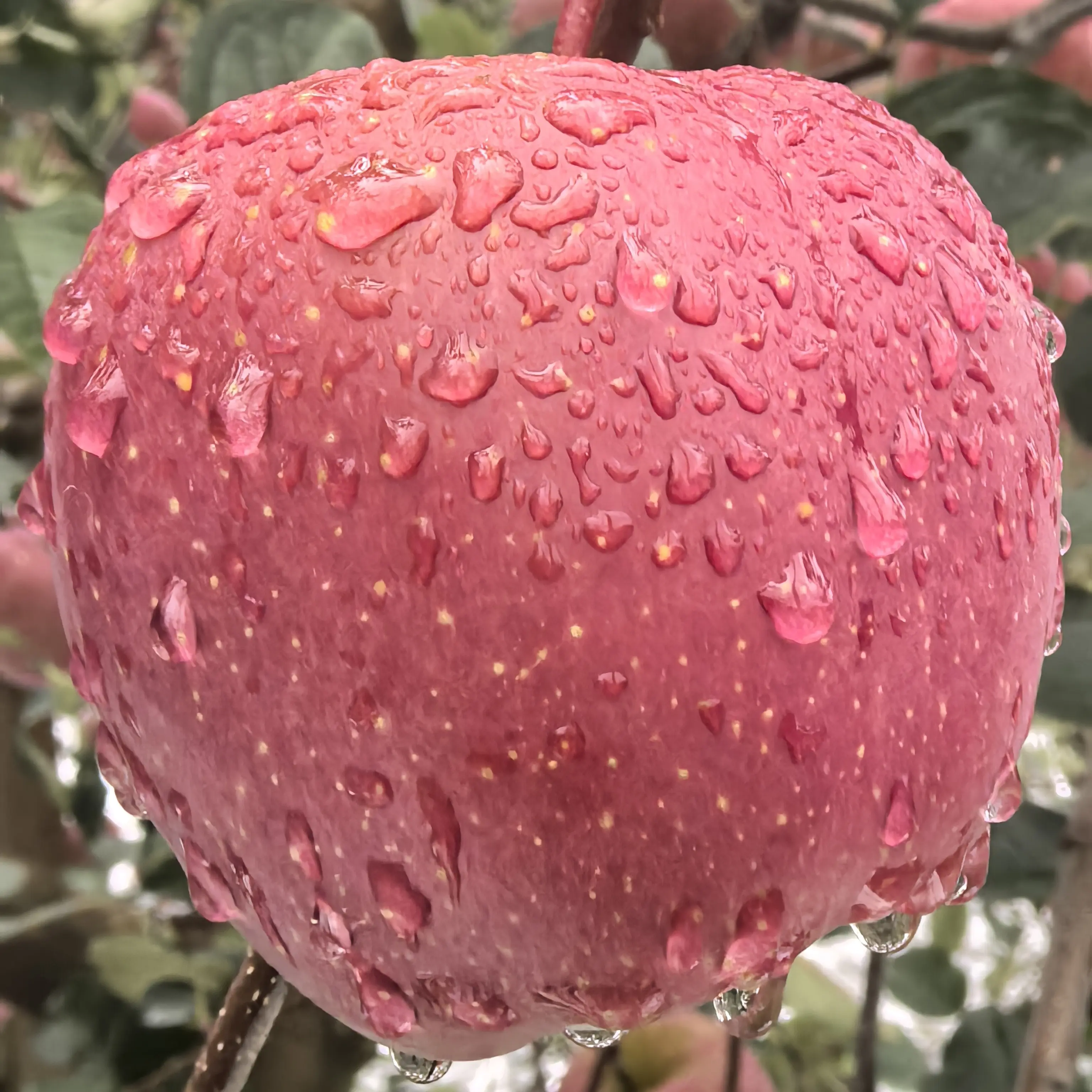 （瑕疵果微瑕）不影响口感昭通冰糖心丑苹果脆甜多汁产地直发