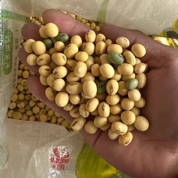 精选初级农产品农家种植老品种黄豆打豆浆生豆芽颗粒饱满营养健康