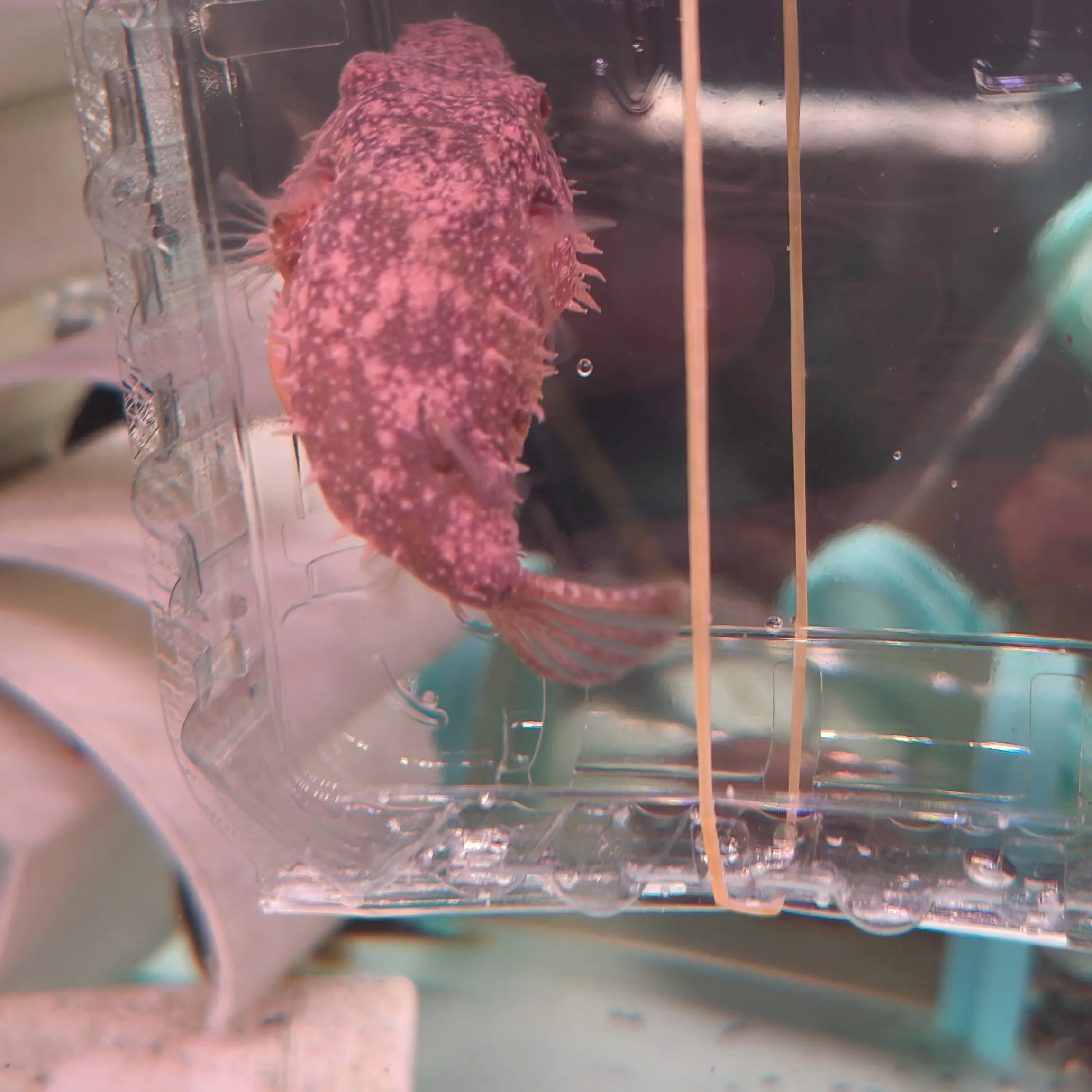 毛毛狗头鱼6㎝凶猛可鼓气萌宠热带鱼